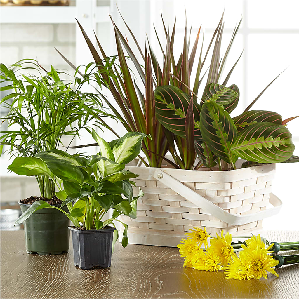 Florist Designed Blooming and Green Plants in a Basket – Minish And Potts Llc, Crestwood KY