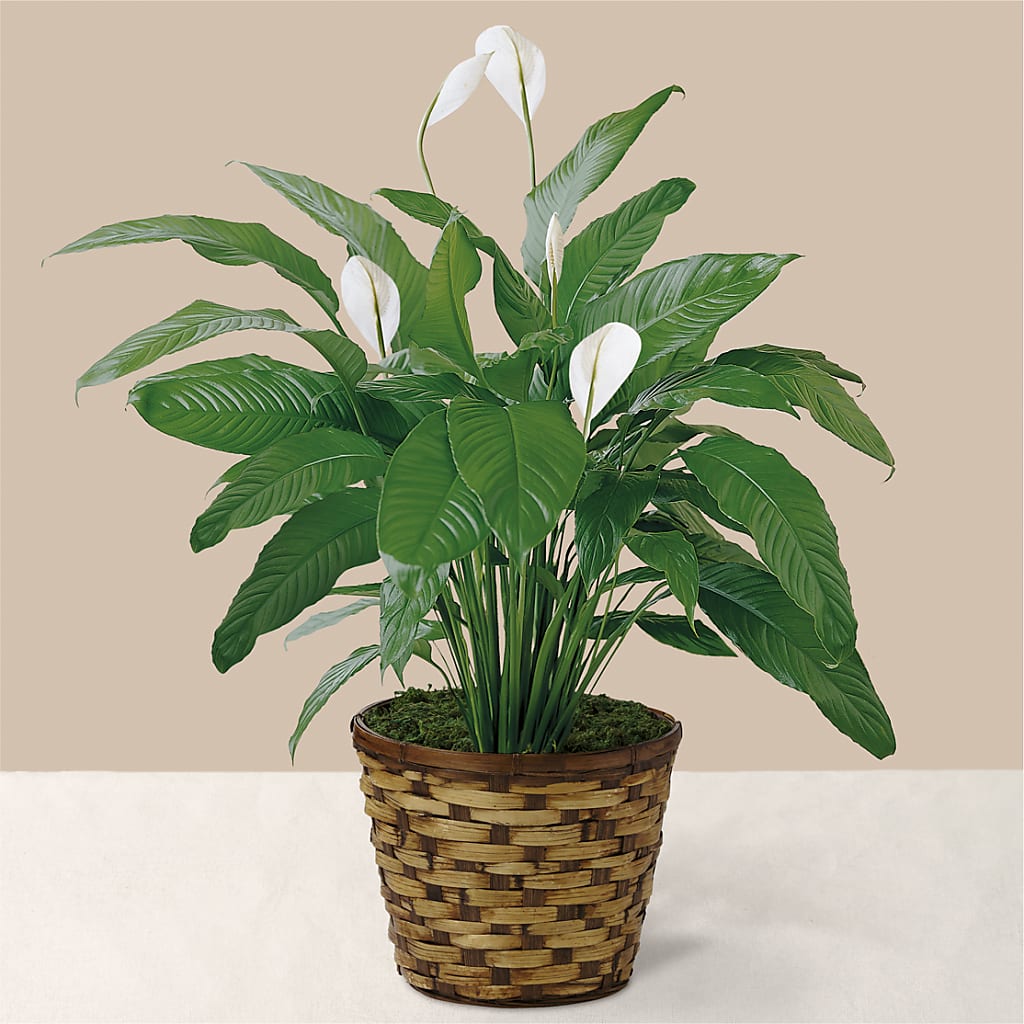Tranquil Moments Peace Lily Plant – Minish And Potts Llc, Crestwood KY
