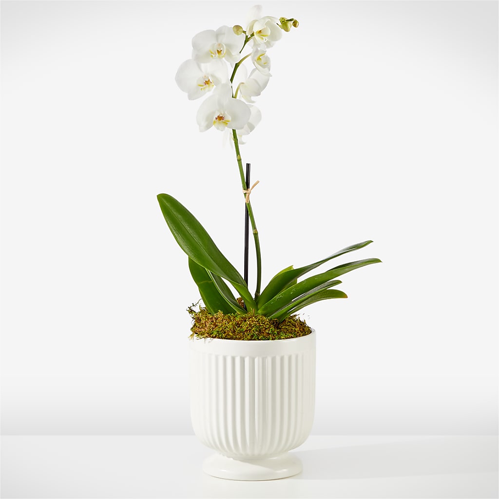 Whispering White Orchid – Minish And Potts Llc, Crestwood KY