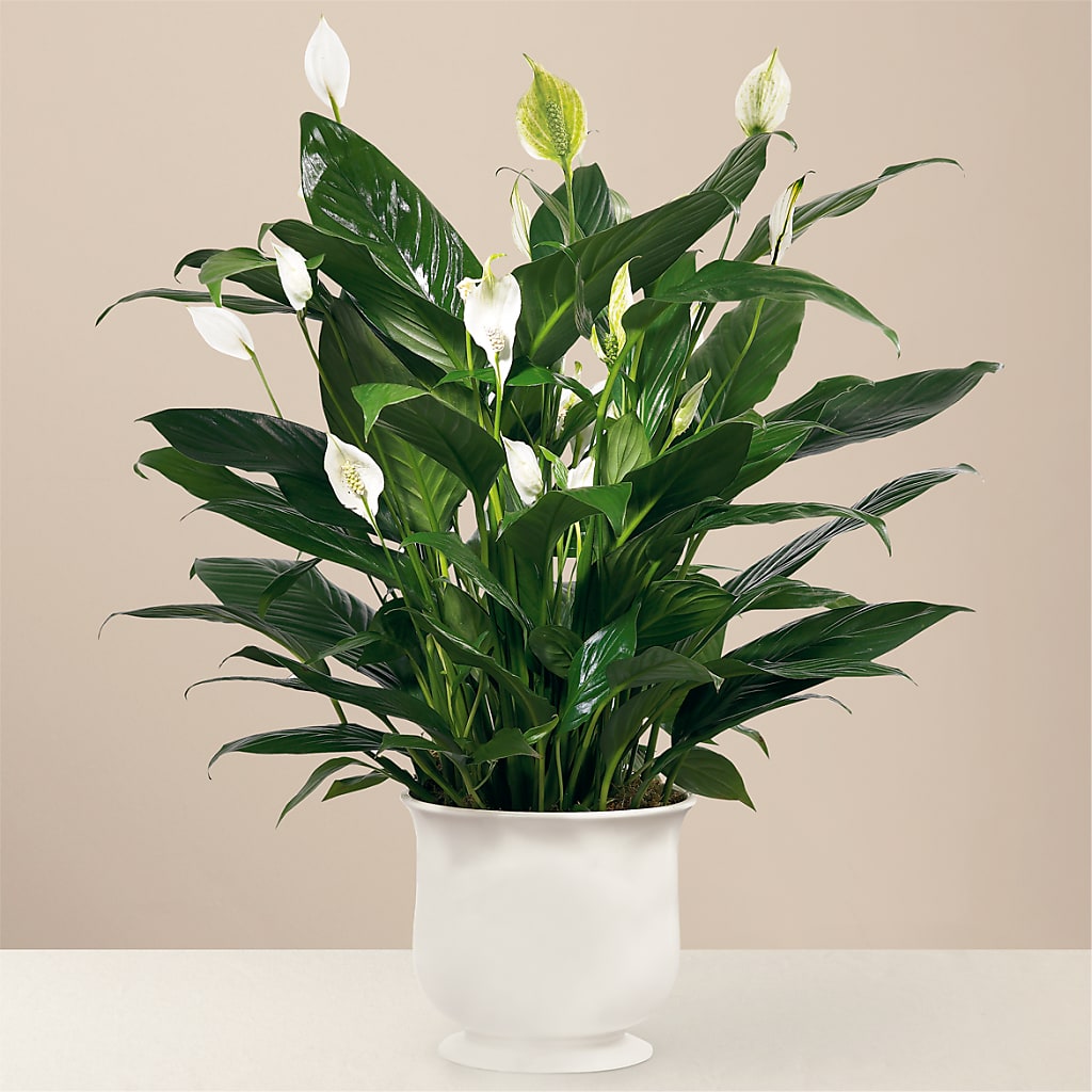 Comfort Planter – Minish And Potts Llc, Crestwood KY