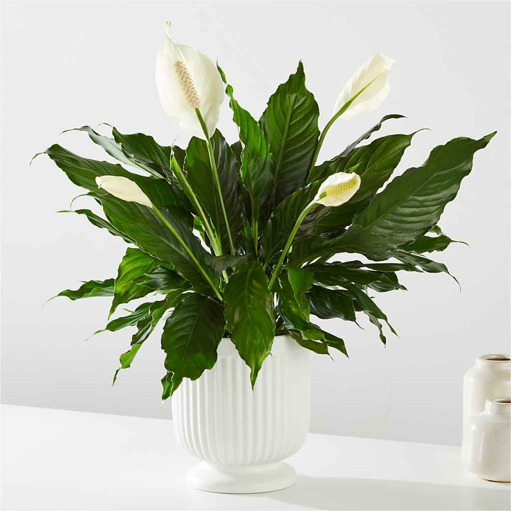 Comfort Planter – Minish And Potts Llc, Crestwood KY