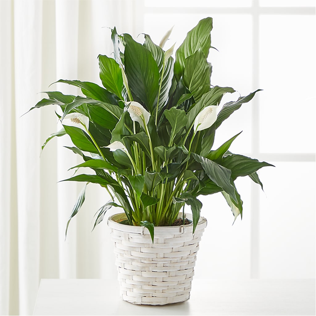 A New Leaf Peace Lily – Minish And Potts Llc, Crestwood KY