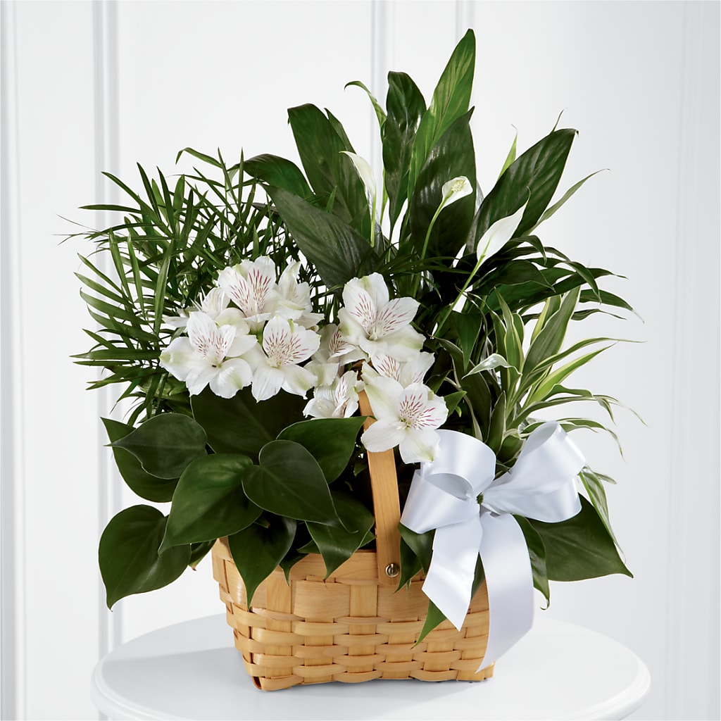 Peace & Serenity Dishgarden –  Minish And Potts Llc, Crestwood KY