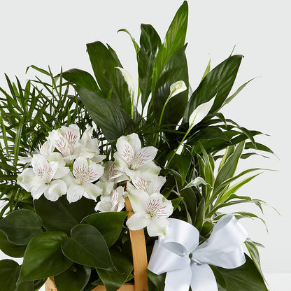 Peace & Serenity Dishgarden –  Minish And Potts Llc, Crestwood KY