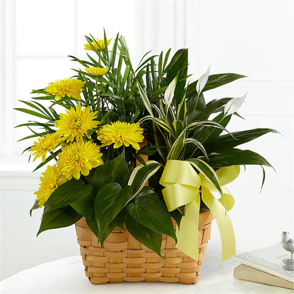 Loving Light Dishgarden –  Minish And Potts Llc, Crestwood KY