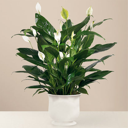Comfort Planter –  Minish And Potts Llc, Crestwood KY