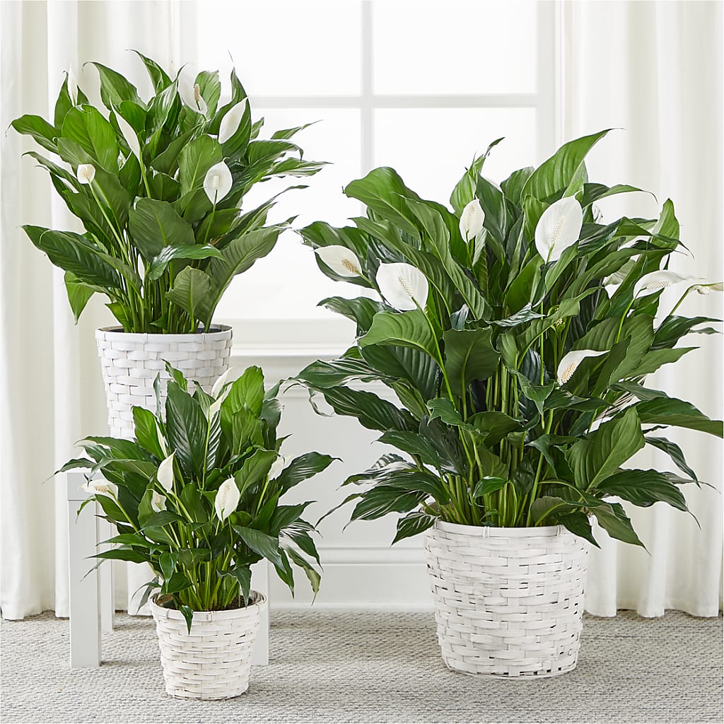 A New Leaf Peace Lily –  Minish And Potts Llc, Crestwood KY