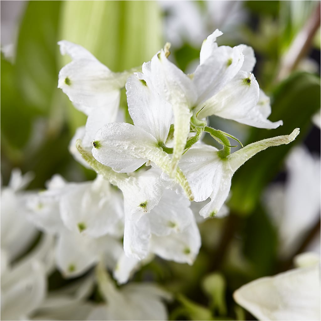 Classic Ivory – A Florist Original –  Minish And Potts Llc, Crestwood KY