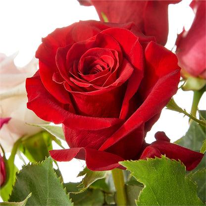 Love Notes Rose Bouquet –  Minish And Potts Llc, Crestwood KY